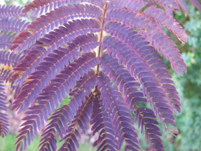 Silk tree 'Summer Chocolate'