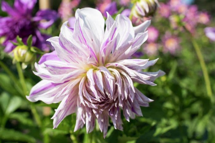 dahlia 'Mom's Special'