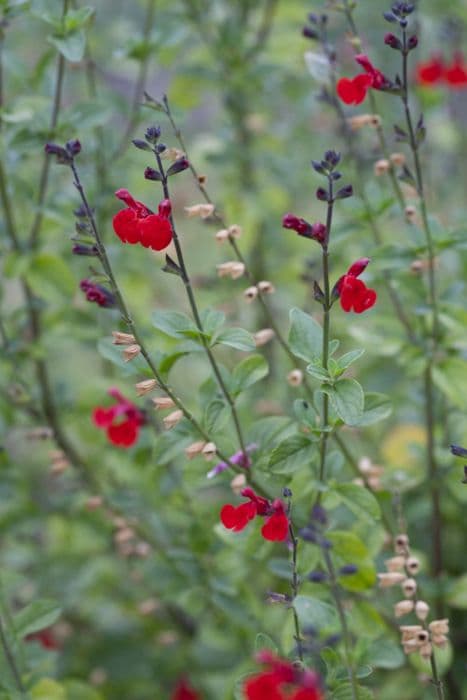 sage 'Royal Bumble'