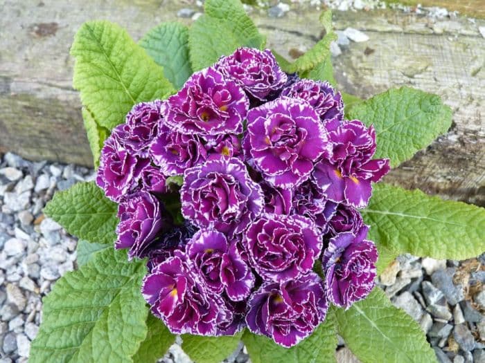 primrose 'Tregor Truffle'