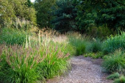 Chinese fountain grass 'Red Head'