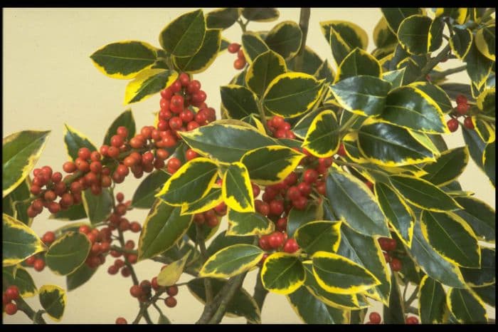 holly 'Belgica Aurea'