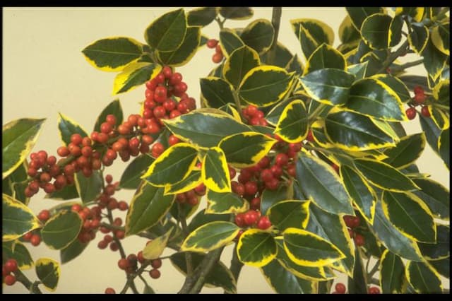 Holly 'Belgica Aurea'