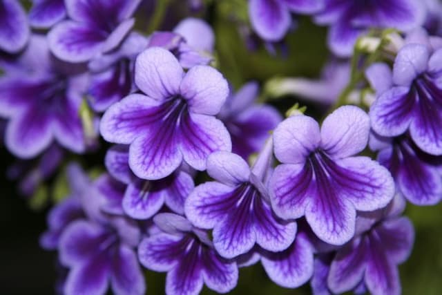 Cape primrose 'Carys'