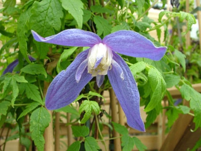 clematis 'Pauline'