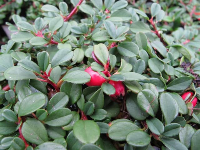 Creeping cotoneaster 'Queen of Carpets'