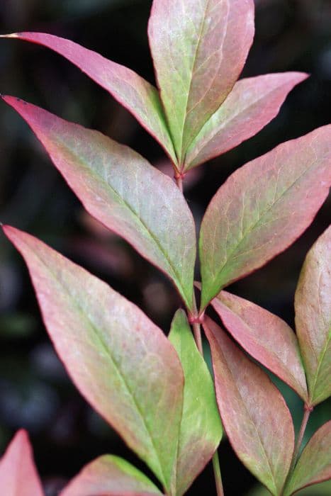 heavenly bamboo 'Gulf Stream'