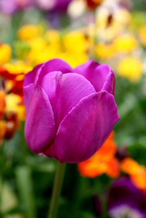 tulip 'Negrita'