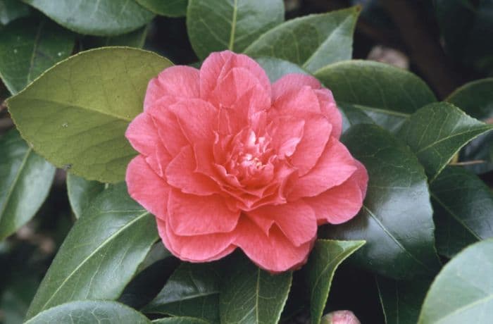 camellia 'Joseph Pfingstl'