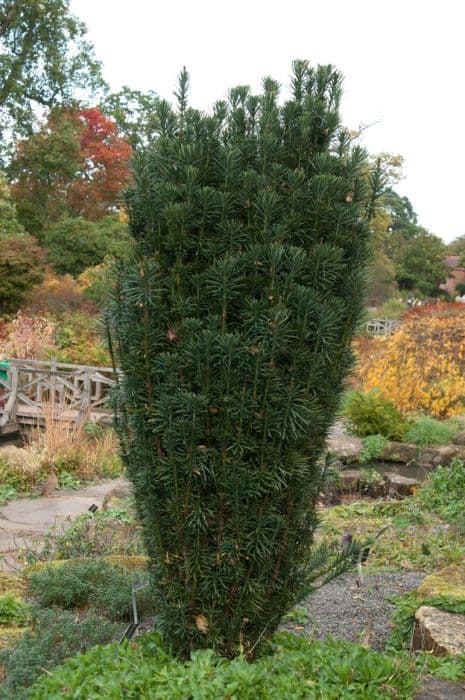 plum yew 'Fastigiata'