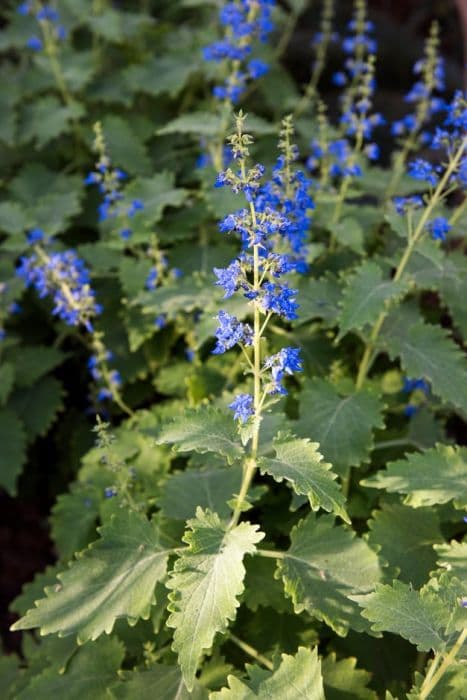 flowering bush coleus