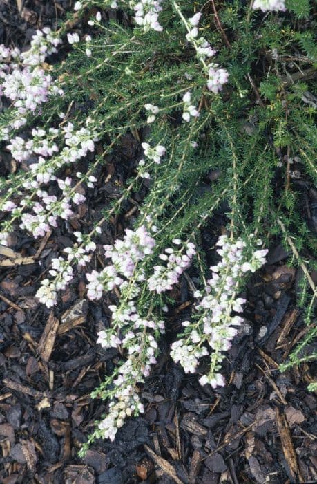 bell heather 'Eden Valley'