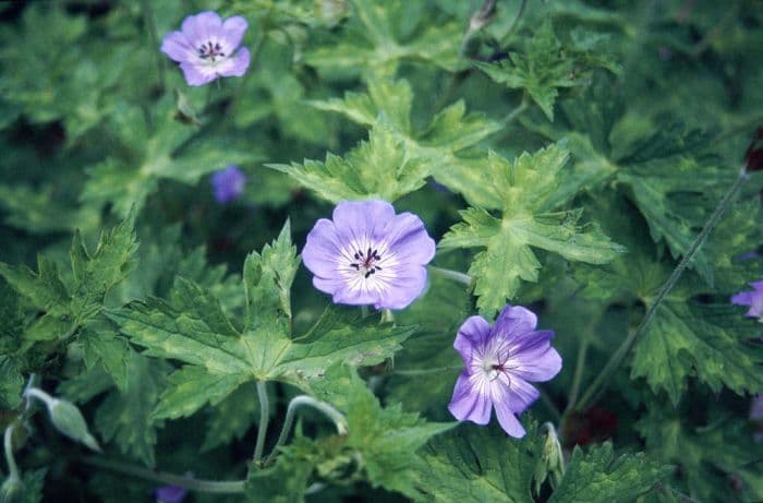 geranium 'Buxton's Variety'