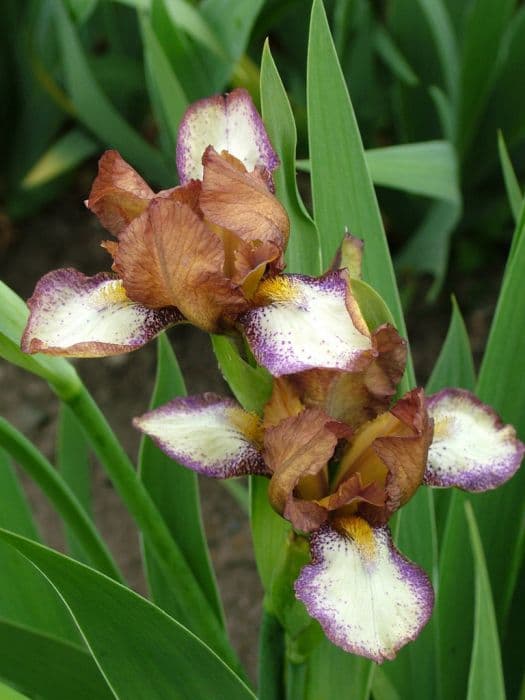 iris 'Staplehurst'