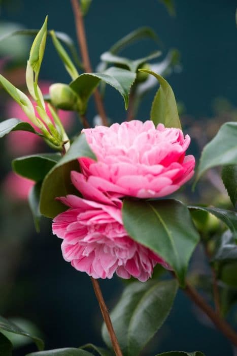 Camellia 'Italiana Vera'