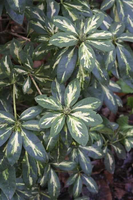 rhododendron 'President Roosevelt'