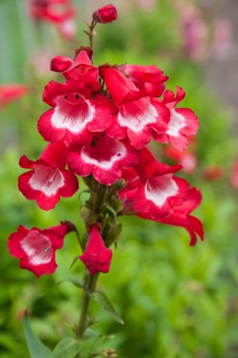 penstemon 'Sweet Cherry'