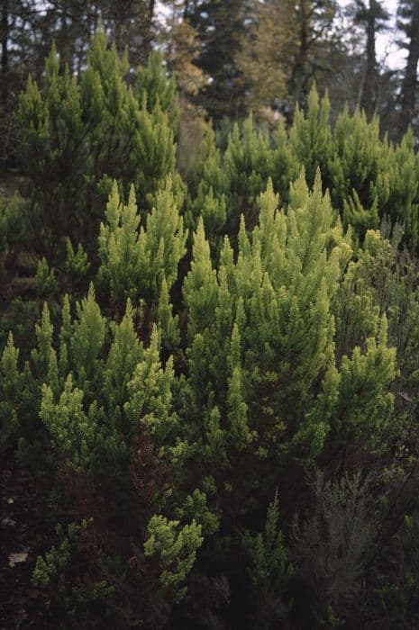 tree heath 'Albert's Gold'