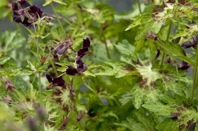 Dusky cranesbill 'Springtime'