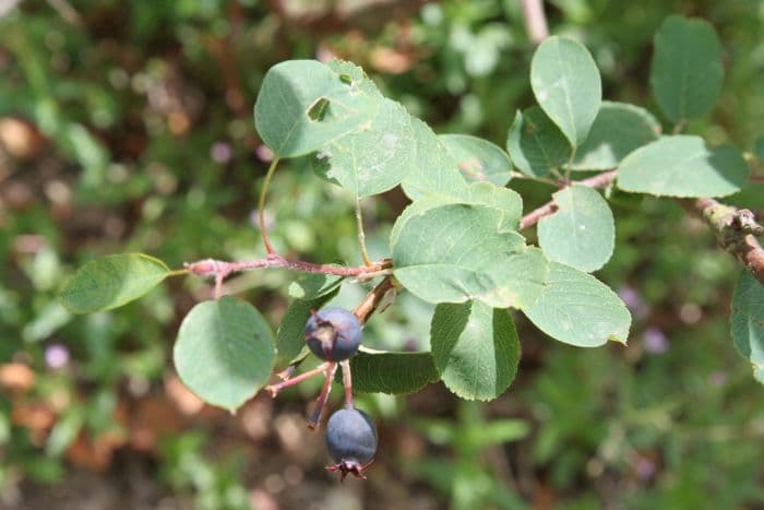 snowy mespilus