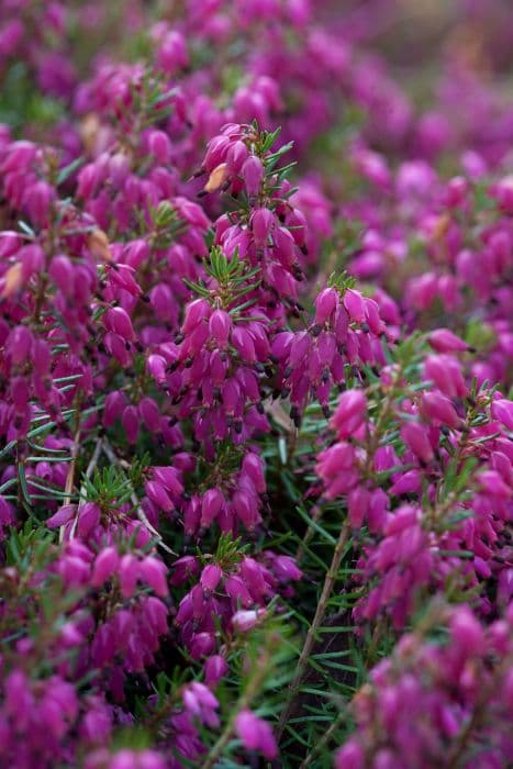 heather 'Rotes Juwel'