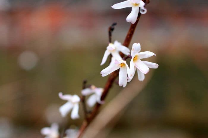 white forsythia