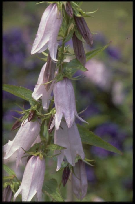 bellflower 'Burghaltii'