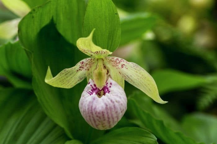 lady's slipper orchid Lady Dorine gx