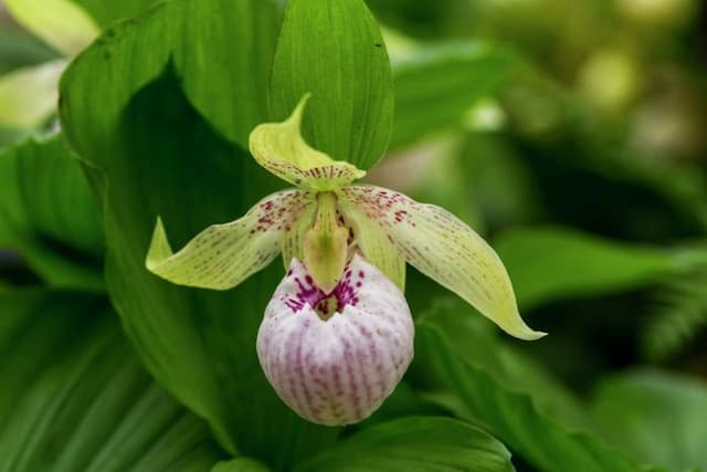 Lady's slipper orchid Lady Dorine gx