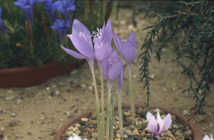 Byzantine crocus