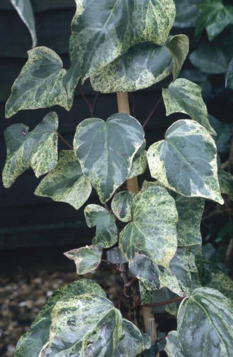 Algerian ivy 'Marginomaculata'