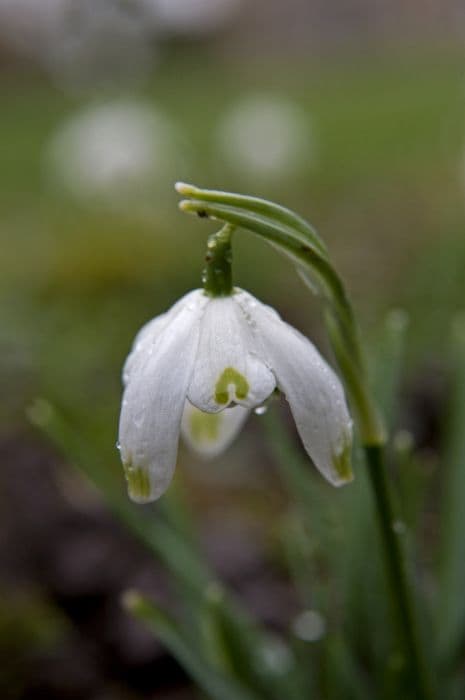 snowdrop 'Pusey Green Tips'