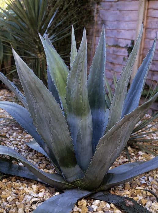 ferocious giant agave