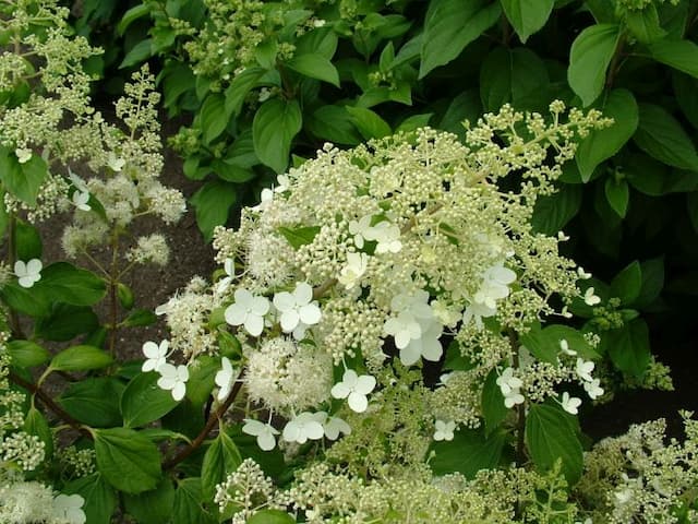 Paniculate hydrangea 'Brussels Lace'