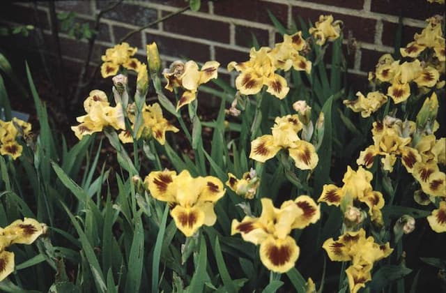 Iris 'Eye Magic'