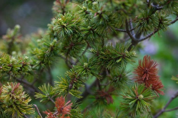 Japanese white pine 'Adcock's Dwarf'