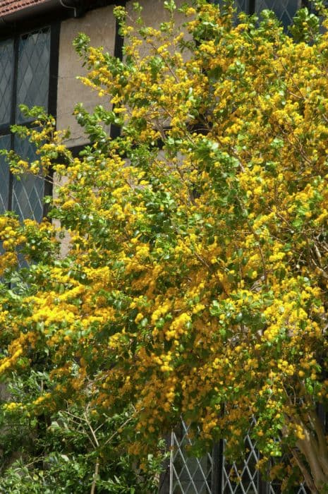 saw-toothed azara 'Andes Gold'