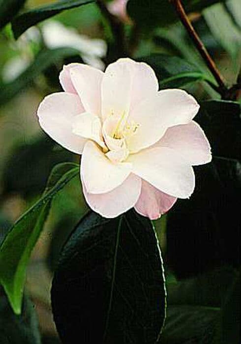 camellia 'Berenice Boddy'