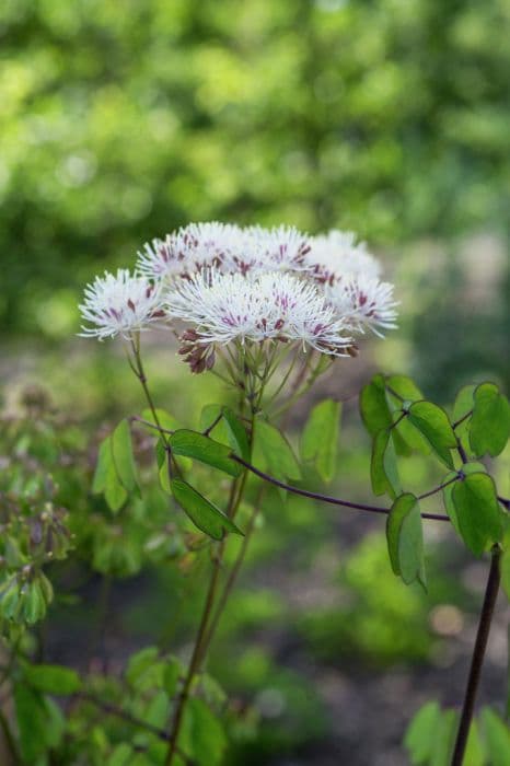 French meadow rue 'Album'