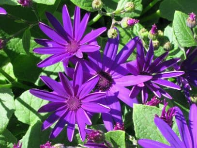 Cineraria 'Sunsenedibu'