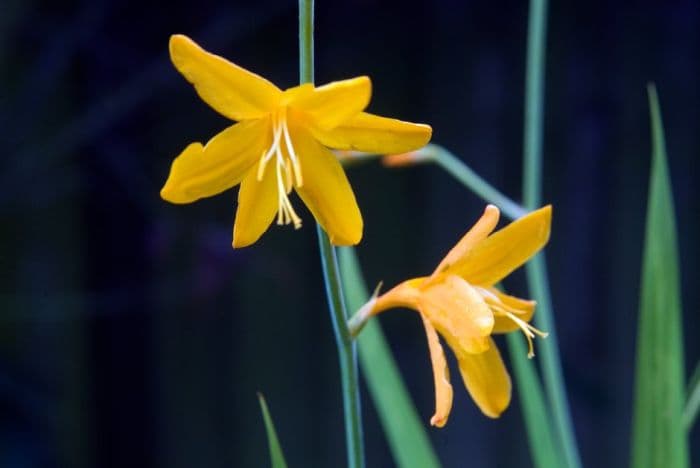 montbretia 'Voyager'