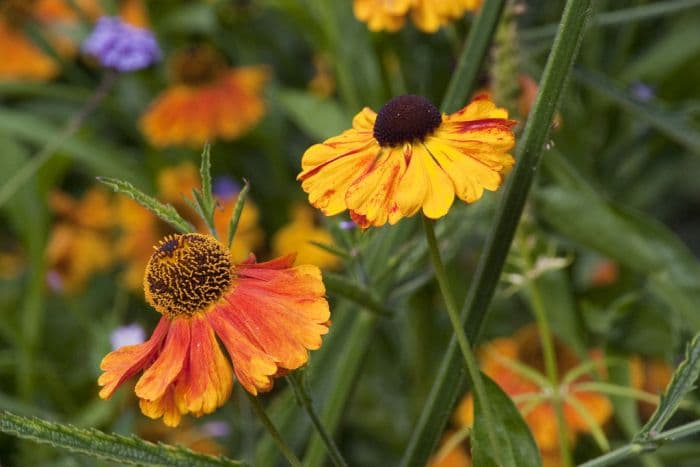 sneezeweed 'Königstiger'