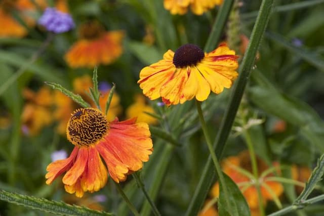 Sneezeweed 'Königstiger'