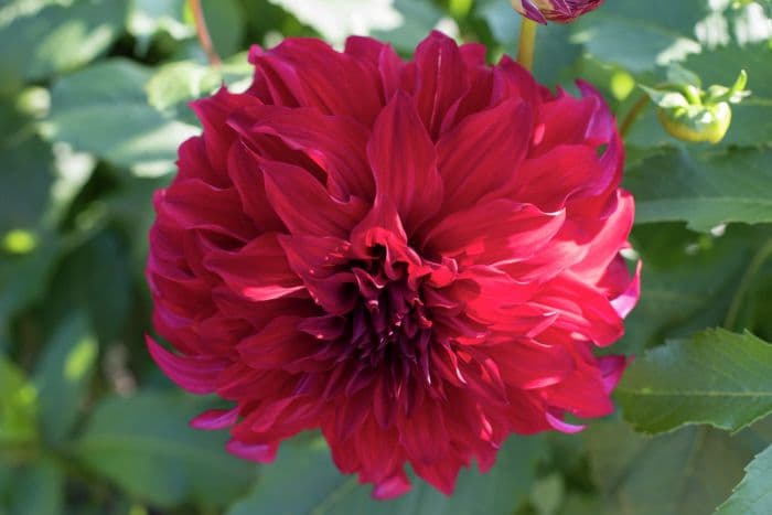 dahlia 'Spartacus'