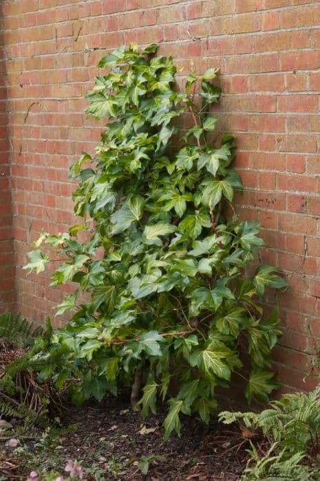 tree ivy 'Annemieke'