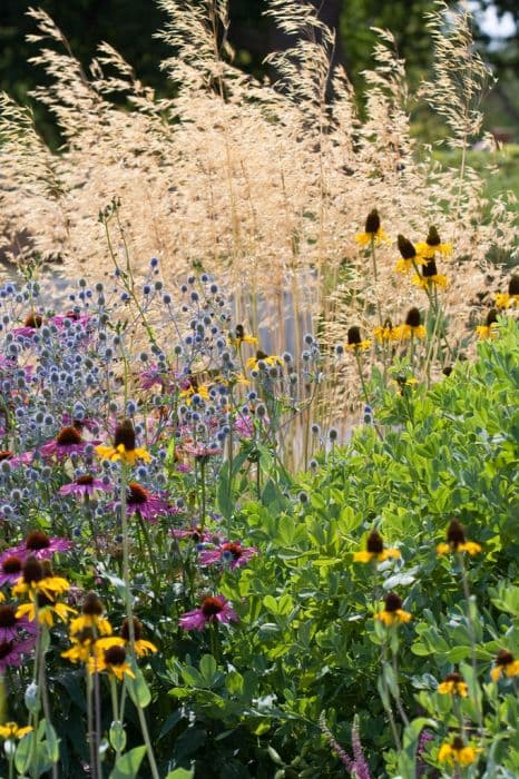 great coneflower