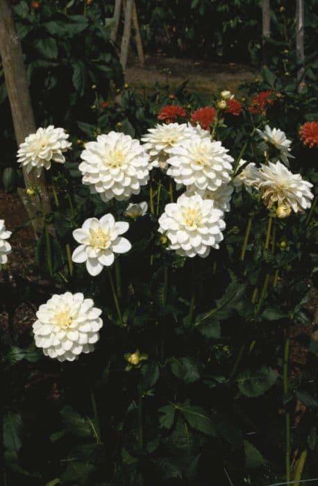 dahlia 'White Ballet'