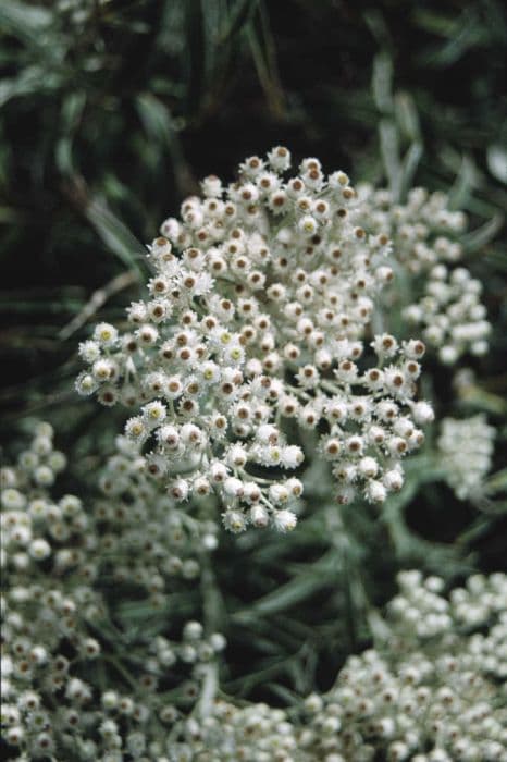 Yedoan pearly everlasting