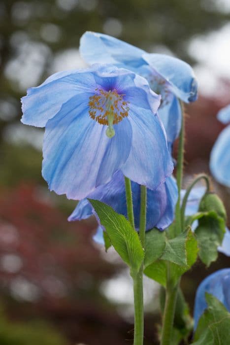 Himalayan blue poppy 'Bobby Masterton'