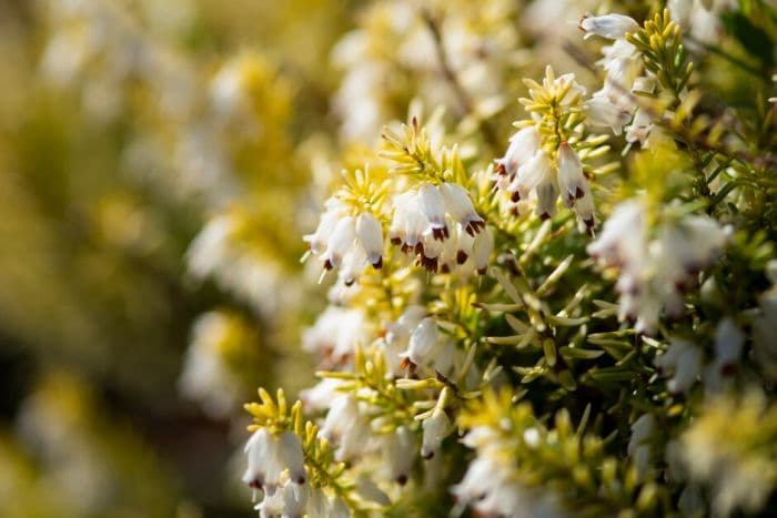 Irish heath 'Golden Lady'